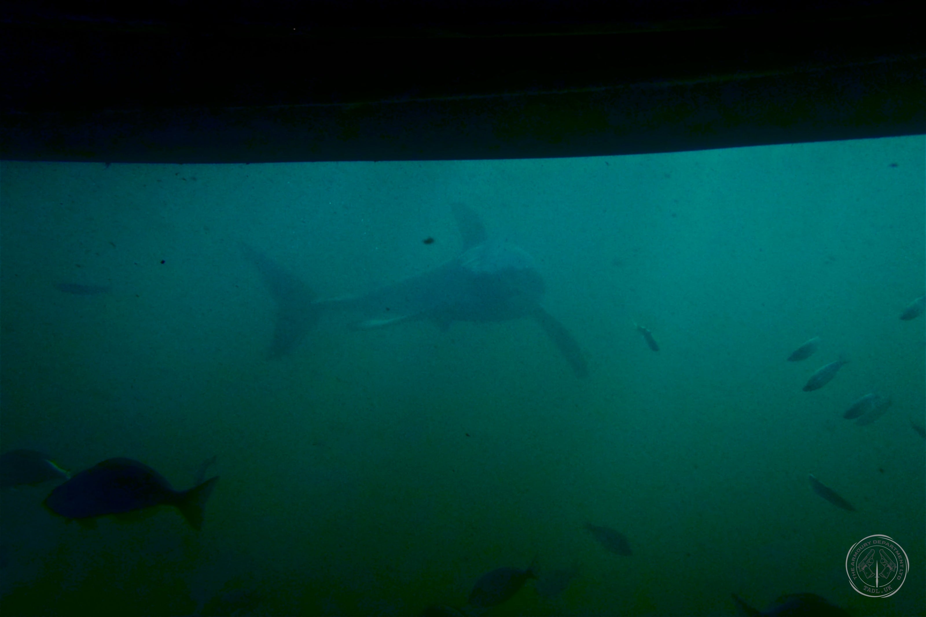Great White shark