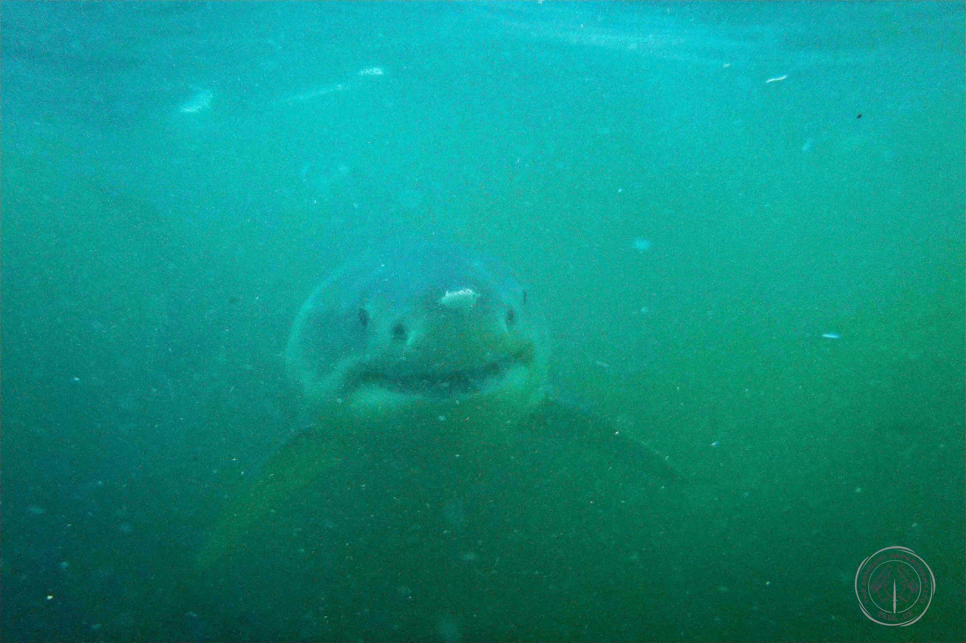 Great White Shark
